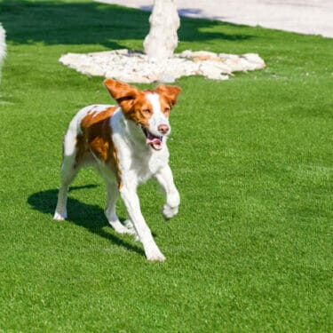 Como limpiar césped artificial de pis de perro
